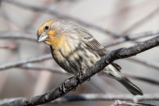 HouseFinch-415.jpg