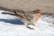 HouseFinch-416.jpg