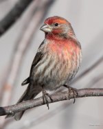 HouseFinch-417.jpg