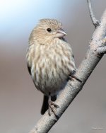 HouseFinch-419.jpg