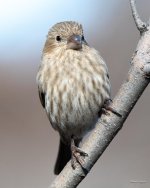 HouseFinch-420.jpg