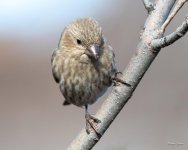 HouseFinch-421.jpg