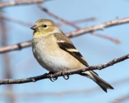 GoldFinch-400.jpg
