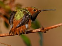Hummer19.jpg