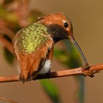 Hummer13.jpg