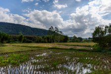 ricefields-1.jpg