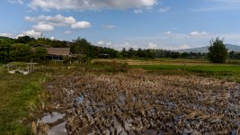 ricefields-2.jpg