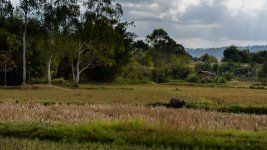 ricefields-3.jpg