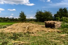 ricefields-5.jpg