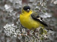 Finch2.jpg