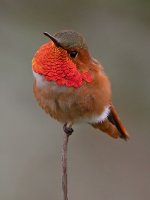 Hummer.jpg