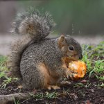 Squirrel.jpg