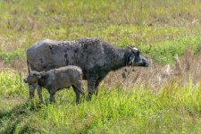 buffalo-2.jpg