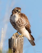 RedTail-415.jpg