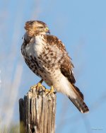 RedTail-416.jpg