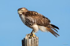 RedTail-417.jpg