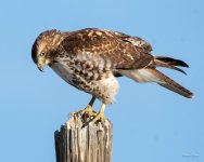 RedTail-418.jpg