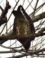 _ROY3495_00001.jpg