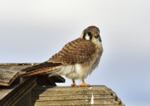 _ROY3490_00001.jpg