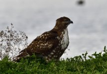 _ROY3457_00001.jpg