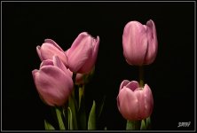 305761d1549891140-february-2019-theme-flower-s-_71d8243.jpg