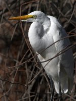 Egret.jpg