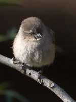Tit.jpg