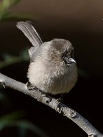 Tit2.jpg