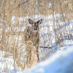 DSC_6930.jpg