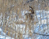 DSC_6932-Modifier.jpg
