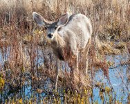 Deer-400.jpg