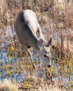 Deer-401.jpg