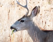 Deer-402.jpg