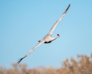 SandhillCrane-400.jpg