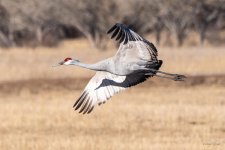 SandhillCrane-401.jpg
