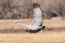SandhillCrane-402.jpg