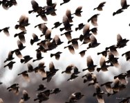 BlackbirdGroup-400.jpg