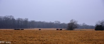 R81_1631.jpg