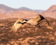 SandhillCrane-404.jpg