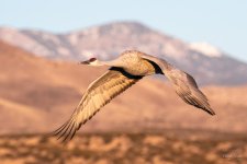 SandhillCrane-405.jpg