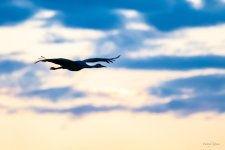 SandhillCraneSunset-400.jpg