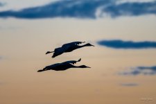 SandhillCraneSunset-401.jpg