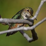 Hummer21.jpg
