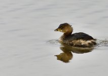 _ROY3575_00001.jpg