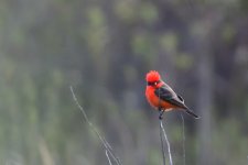 _ROY3649_00001.jpg