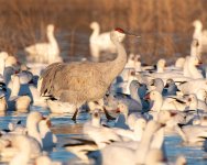 CrowdedPond-400.jpg