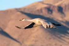 SanhillCrane-408.jpg