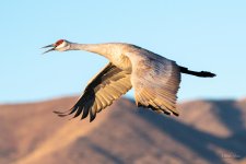 SanhillCrane-409.jpg