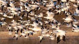 SnowGeese-400.jpg