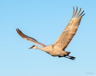 SandhillCrane-411.jpg